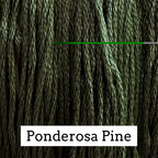 Ponderosa Pine