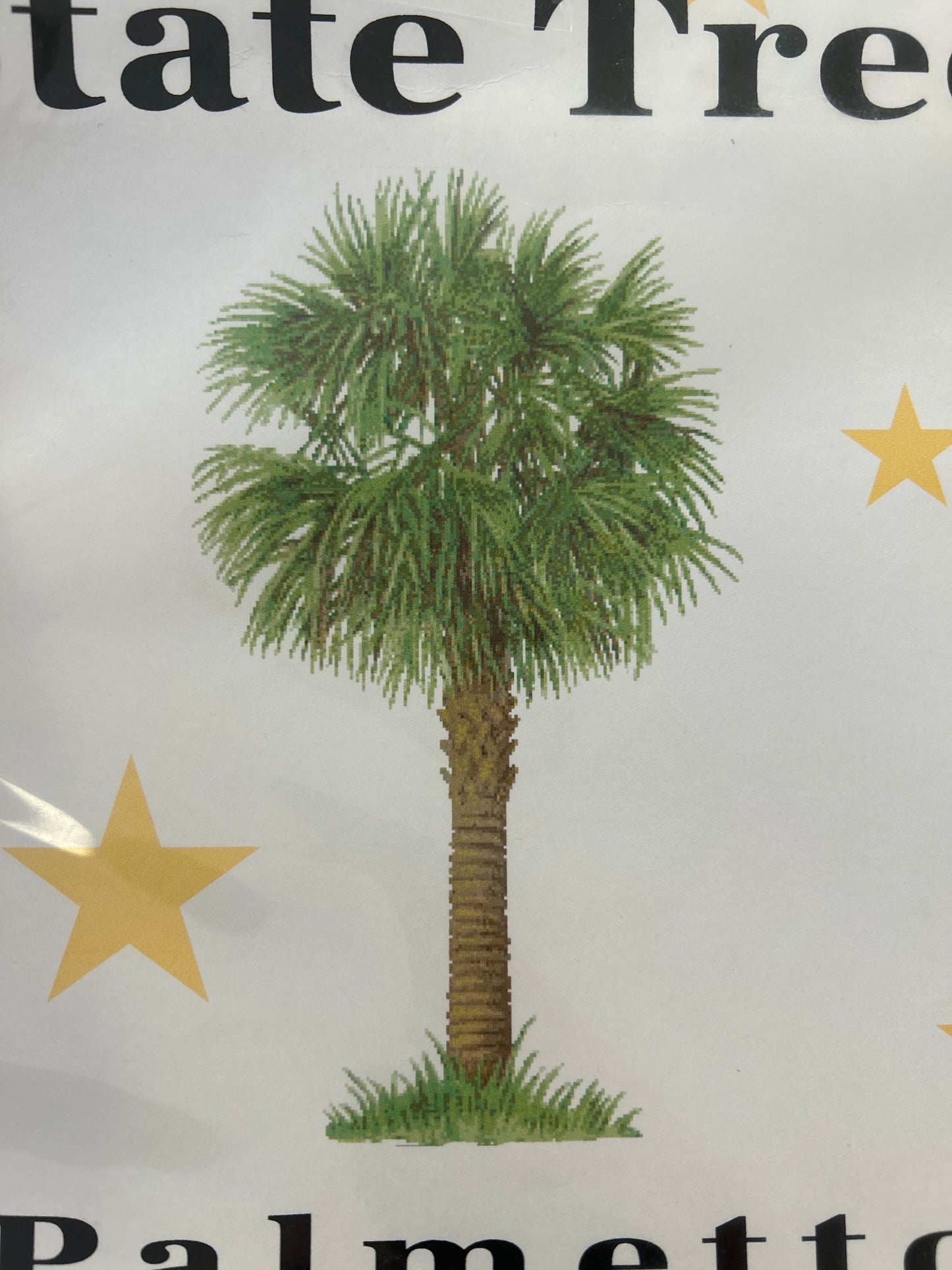 State Tree Palmetto