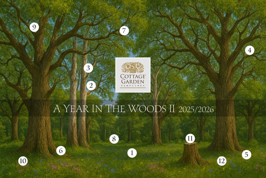 A Year in the Woods II Chart Subscription