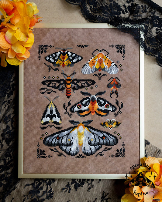 PREORDER Ochre Wings